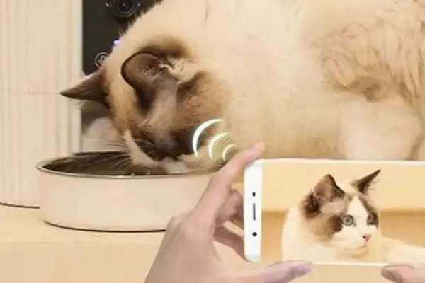 Camera Solution in Pet Monitor